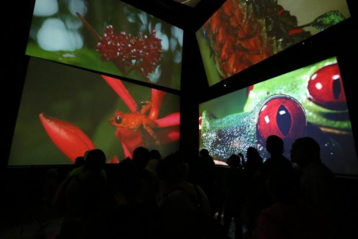 Domingos de biodiversidad.