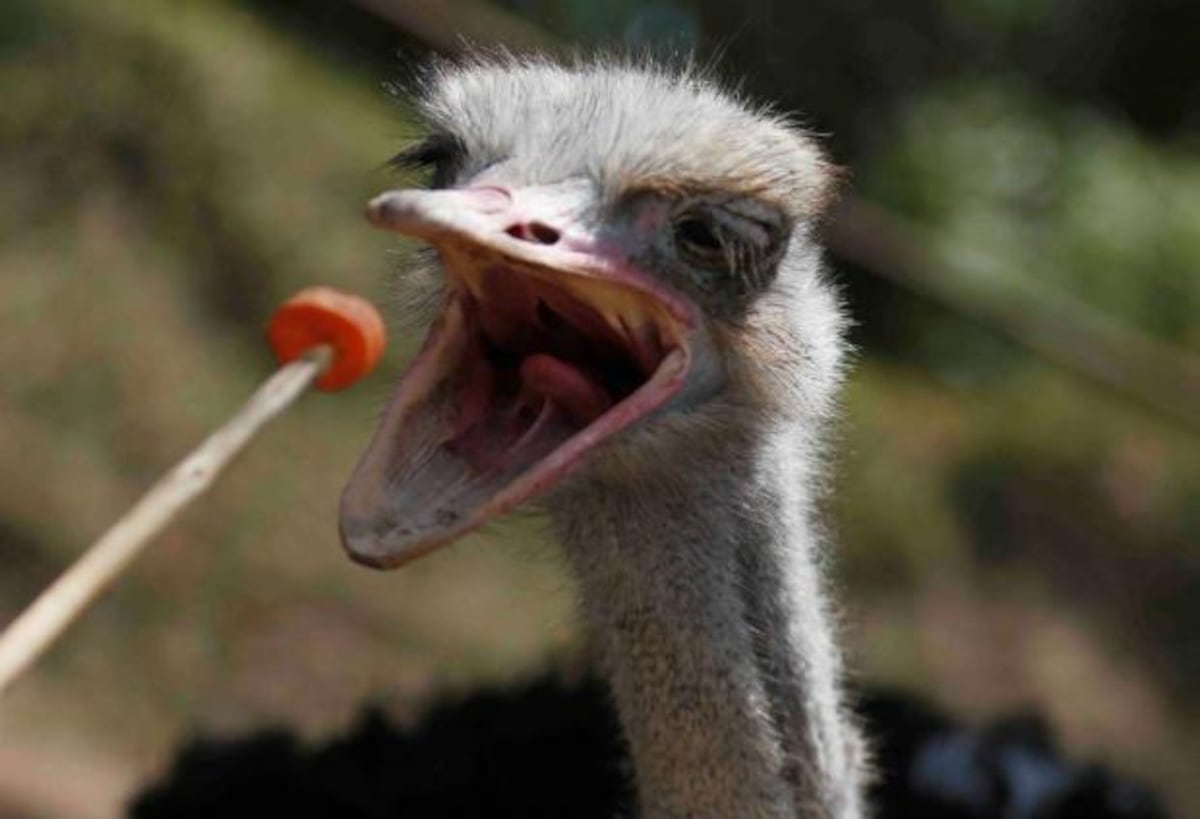 Paseo por el zoológico