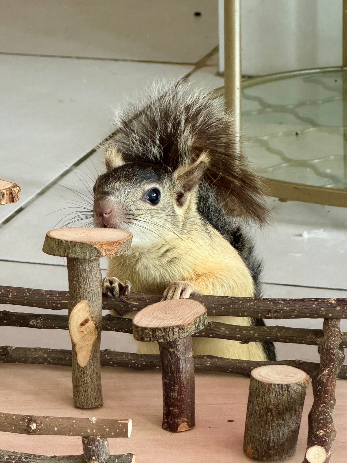 Chip: la ardilla que vive en un apartamento