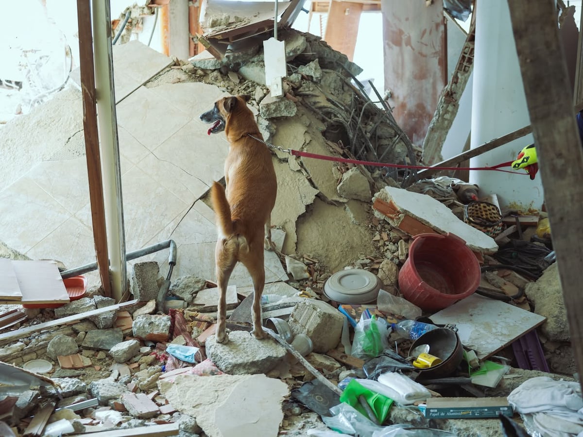 Entre ladridos y esperanza: la historia de los perros panameños que viajaron a Venezuela para buscar sobrevivientes