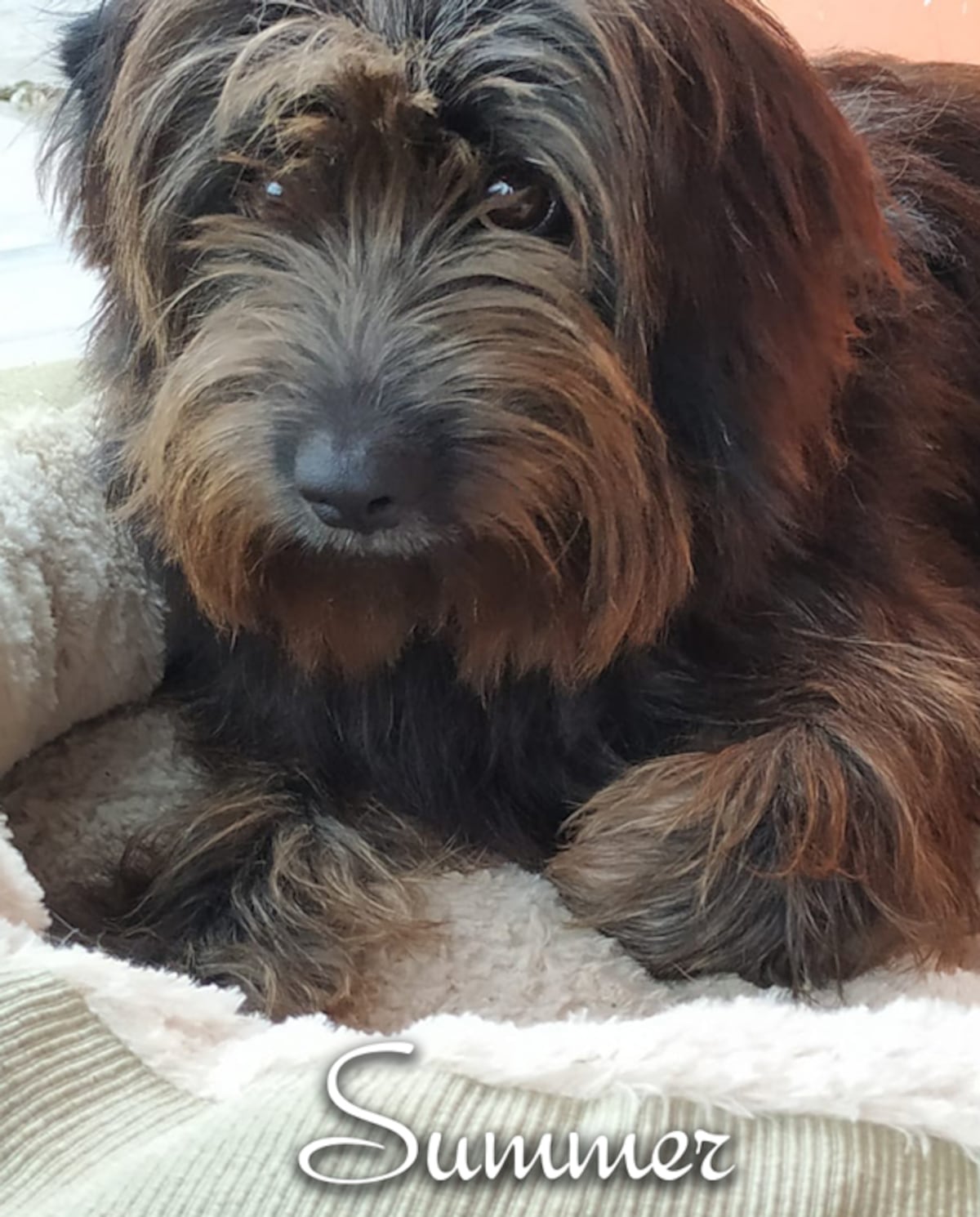 ‘Mis hijos perrunos’, ‘Mis niñas’, ‘Mi perrihija’, el Día Mundial del Perro en Panamá