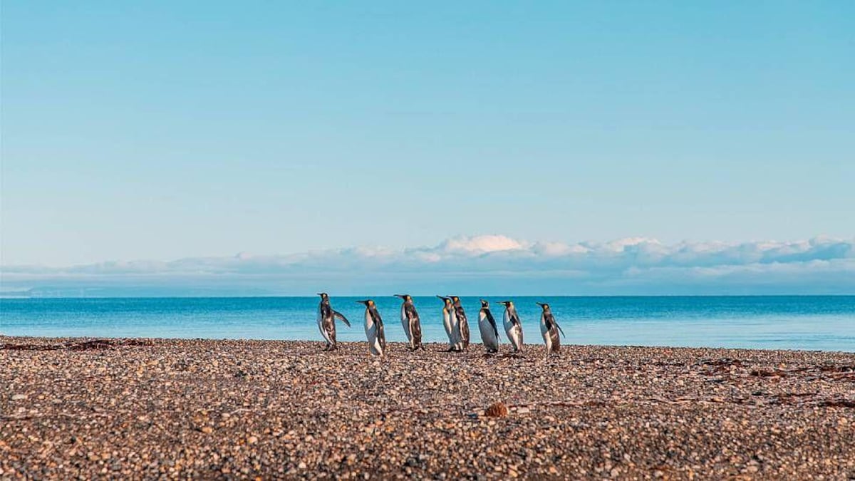 La maestra de preescolar que lo dejó todo y se convirtió en guardiana de 200 pingüinos rey en el sur de Chile