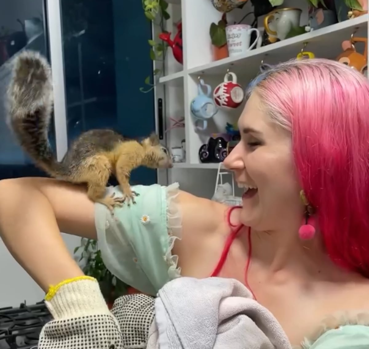 La historia de Chip, la ardilla que vive en un apartamento en Panamá