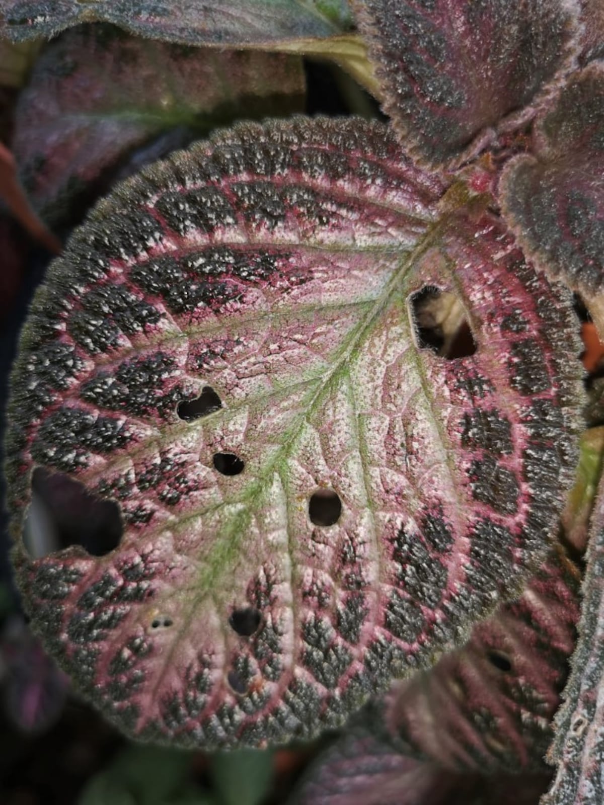 Remedios caseros para nutrir y fumigar las plantas