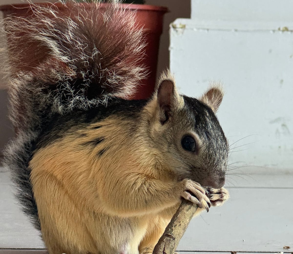 Chip: la ardilla que vive en un apartamento