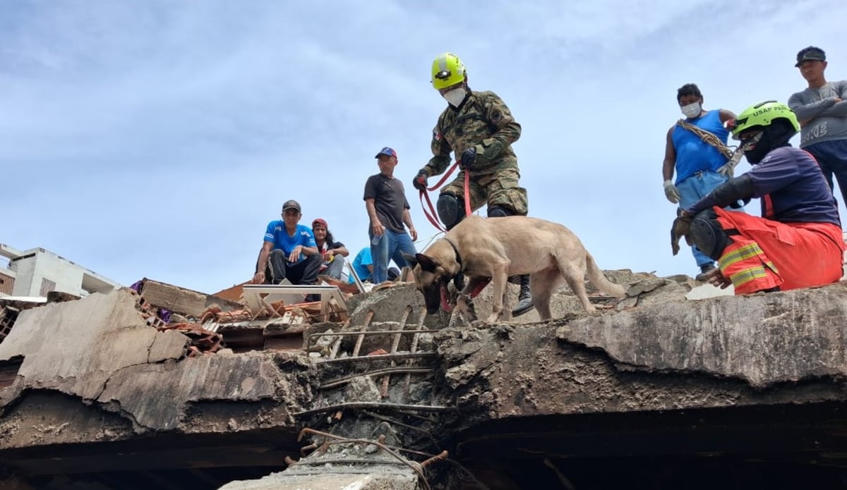 Arya, Rex, Baileys y Blade, los perros rescatistas panameños que han trabajado en la búsqueda de sobrevivientes en Venezuela