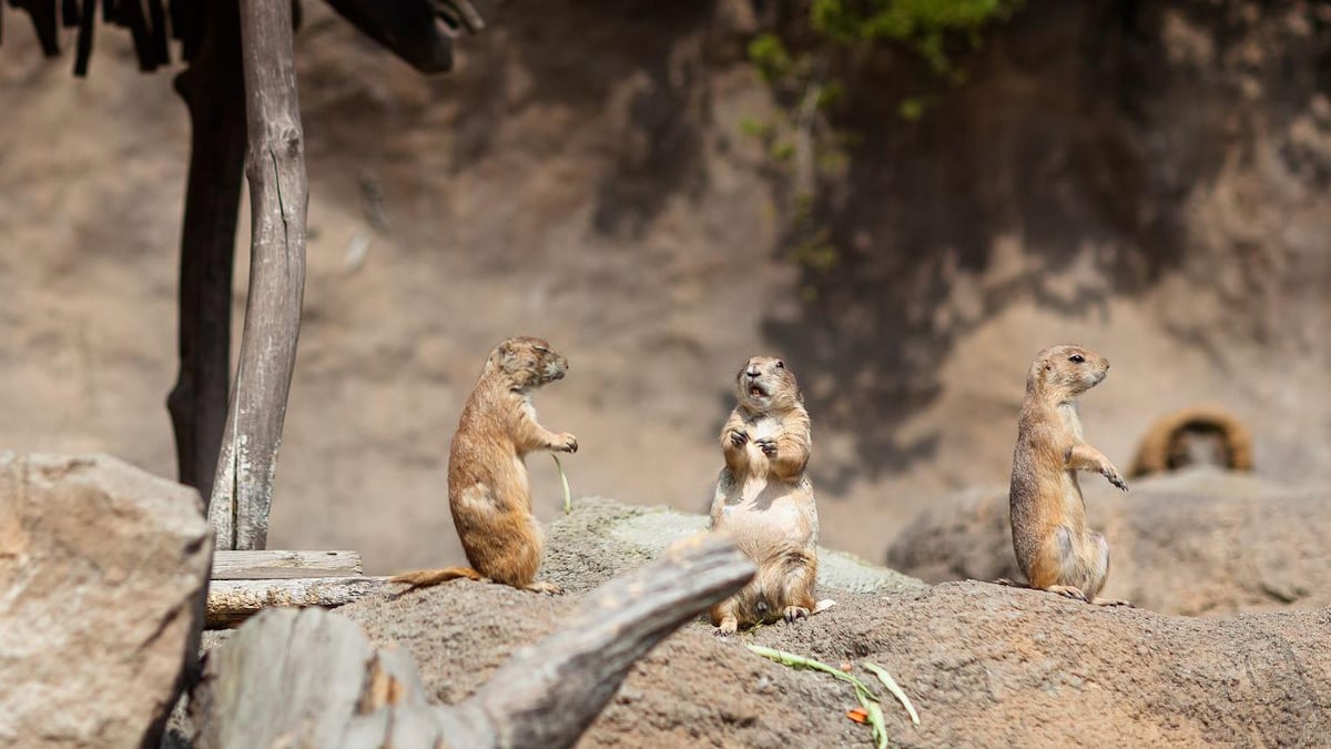 Cómo los seres humanos evolucionamos para ser monógamos (y por qué no siempre lo somos)