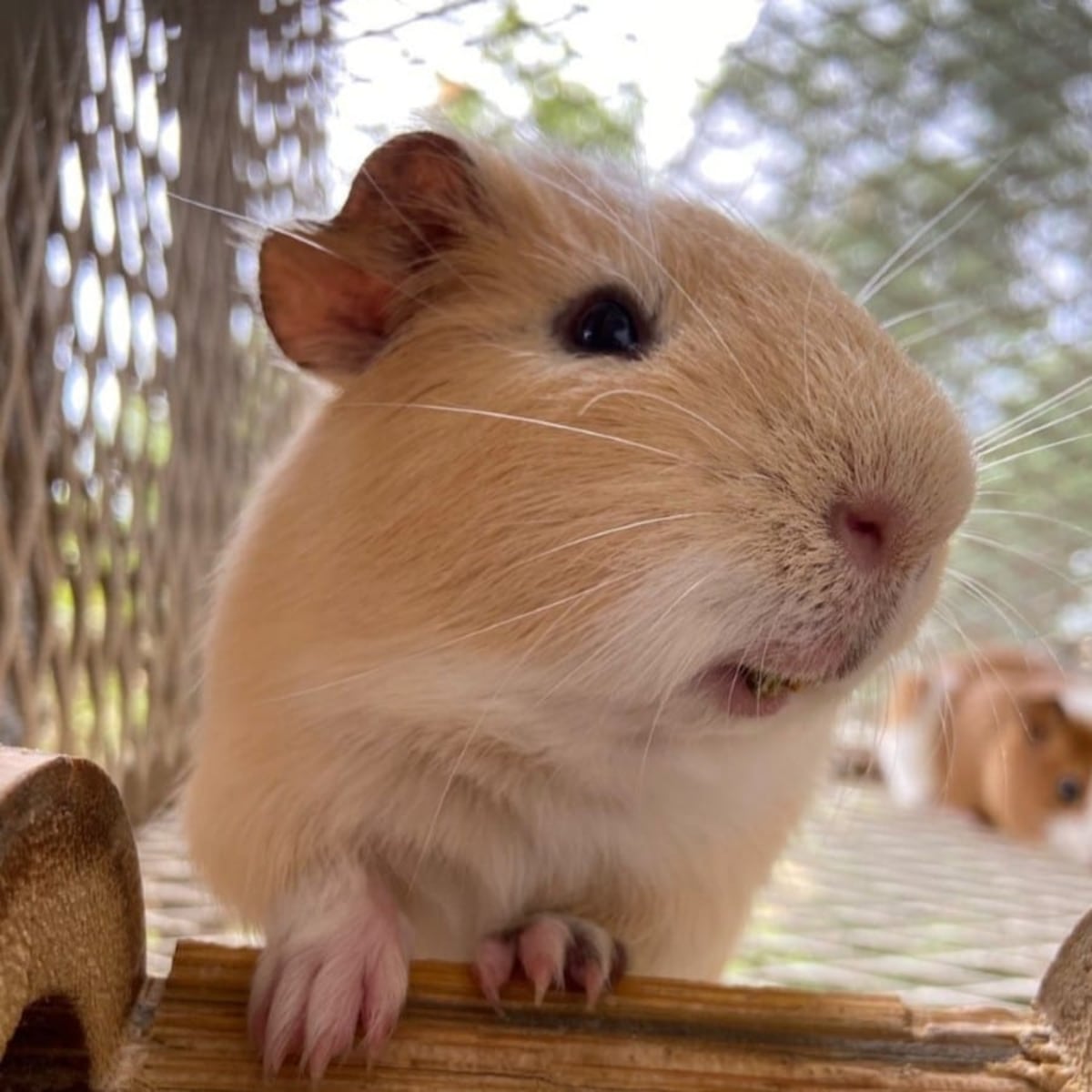Actividades en Panamá (y Chiriquí) para celebrar el Día del Niño y la Niña