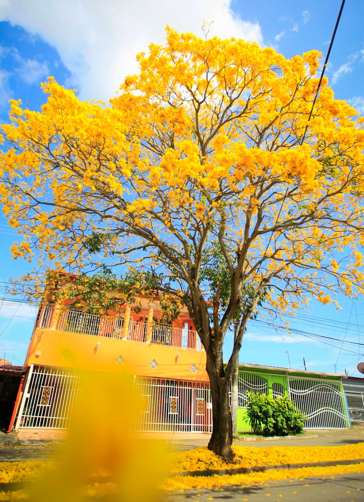 Cuando la ciudad respira amarillo: la magia del guayacán en pleno verano en Panamá
