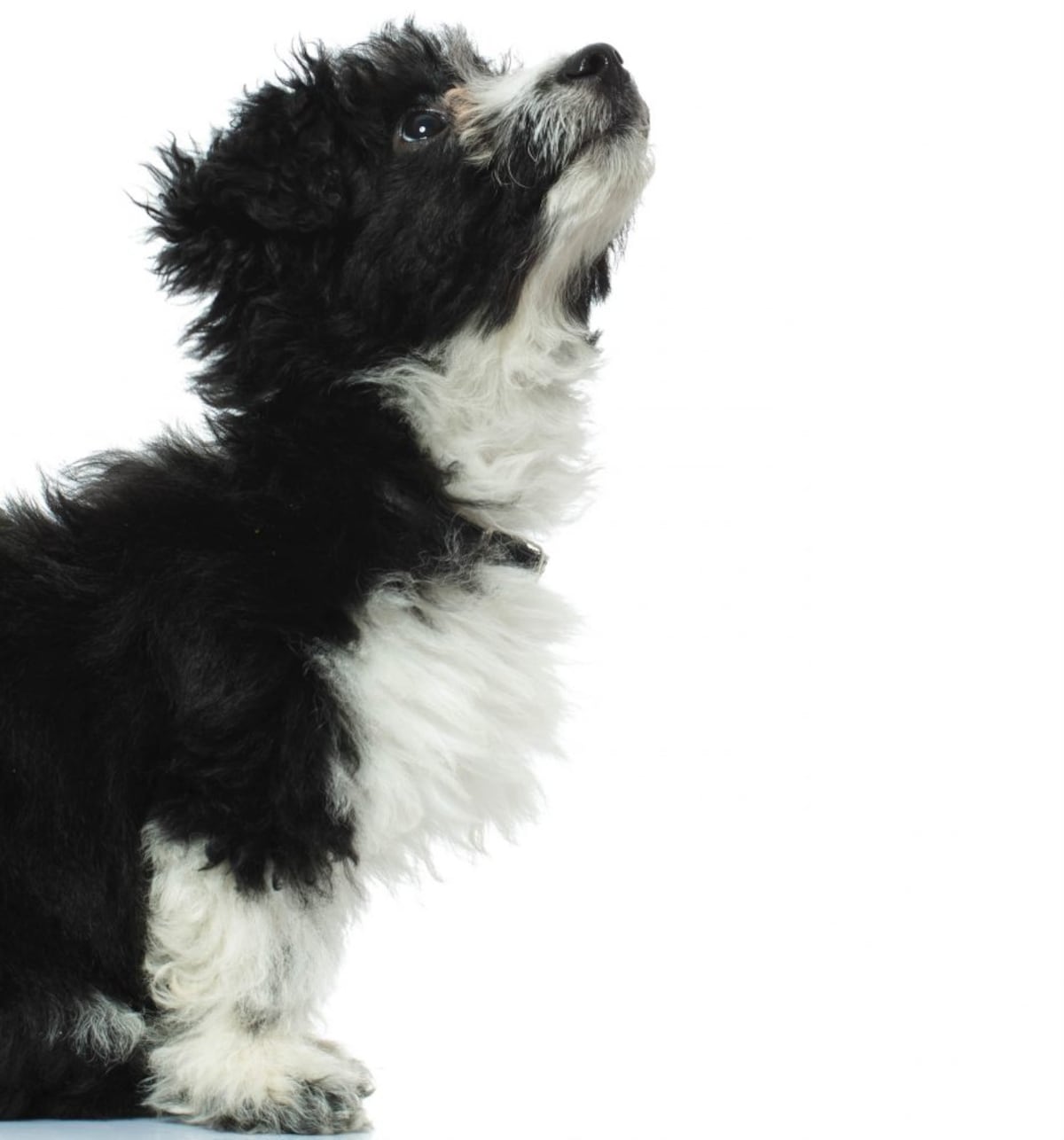 Cómo elegir una guardería canina