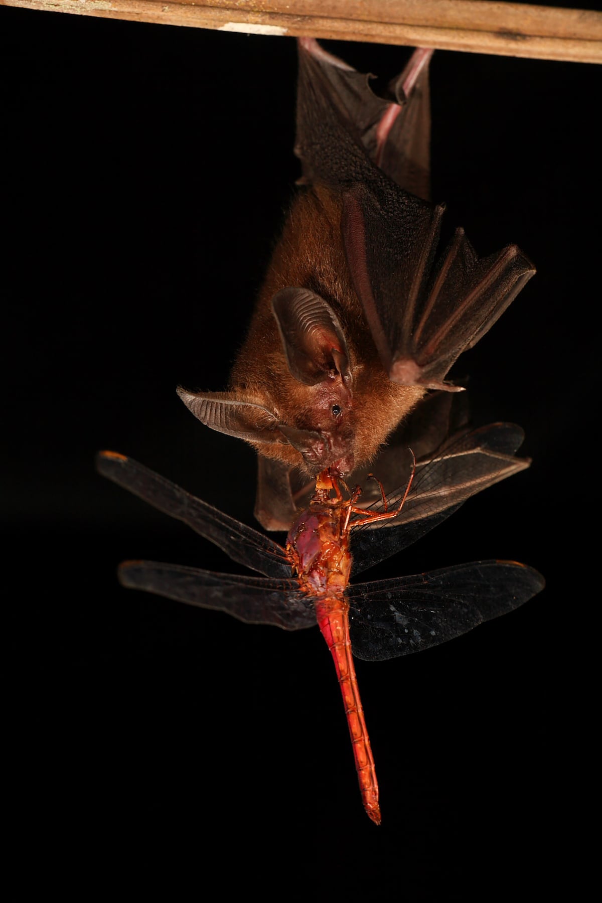 ¿Puede un murciélago atrapar a su presa en un espejo? Las habilidades expertas de un murciélago para buscar alimento reveladas mediante un robot