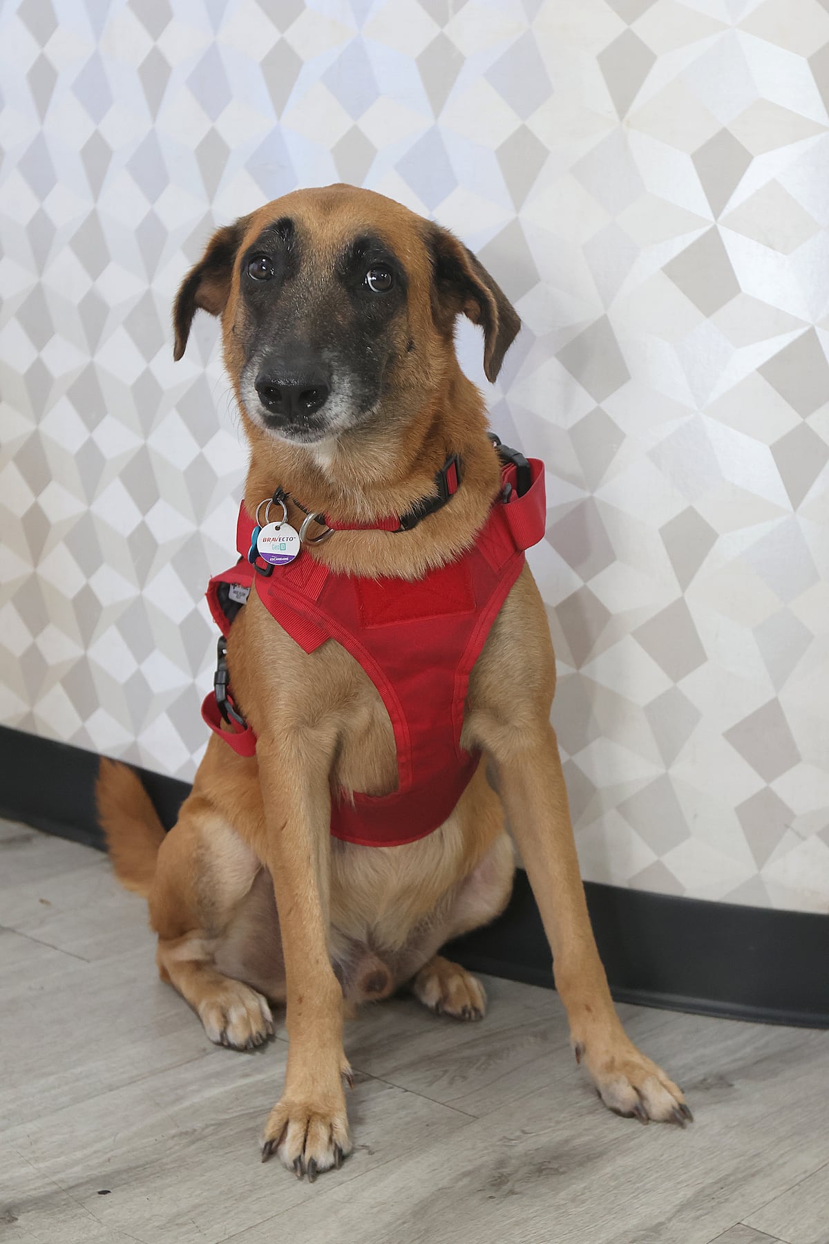 Entre ladridos y esperanza: la historia de los perros panameños que viajaron a Venezuela para buscar sobrevivientes