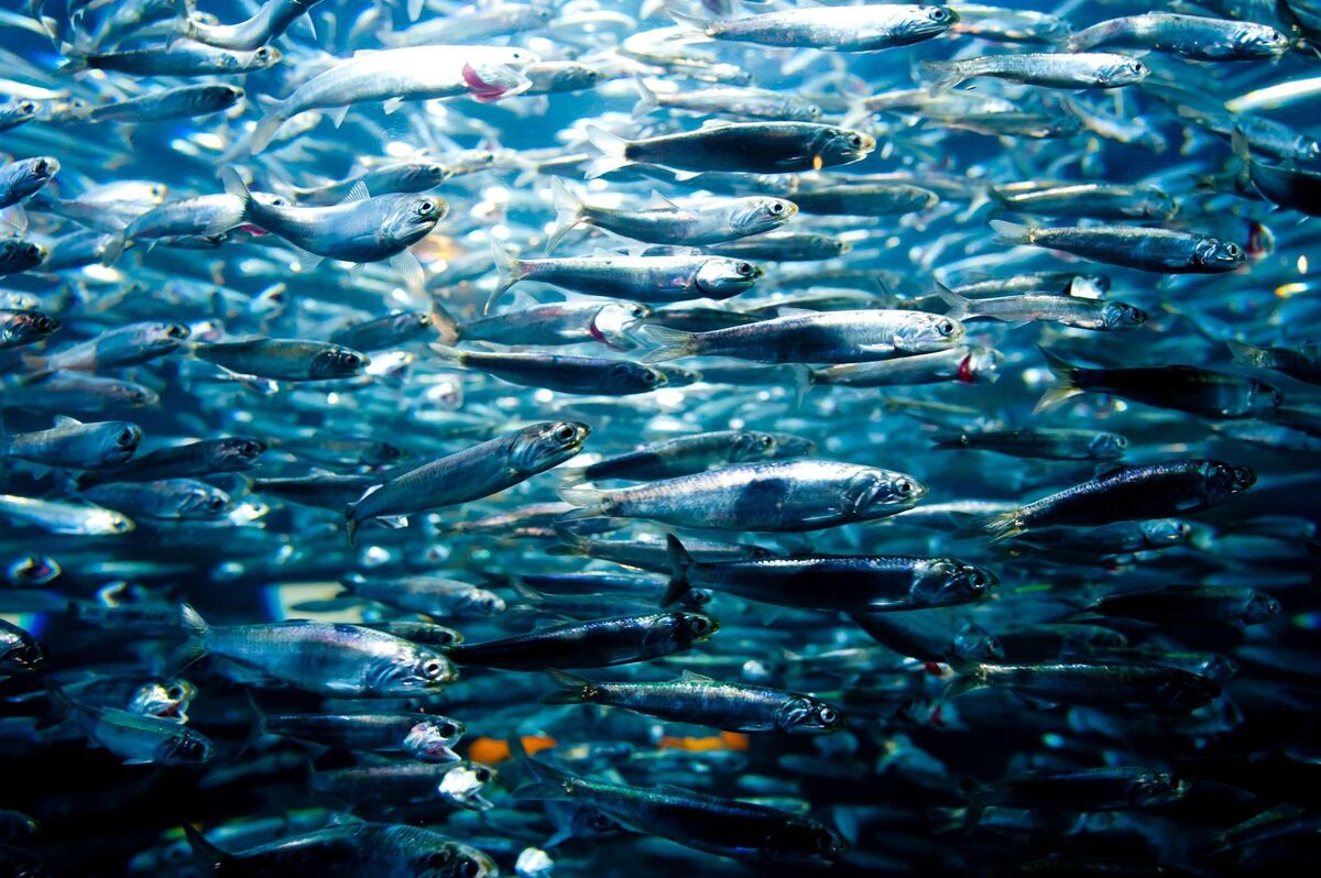 3 propiedades que hacen de las sardinas un superalimento barato ideal para tu salud