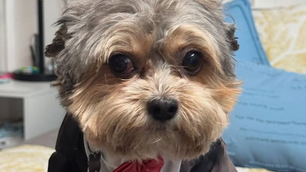 Bruno, el perrito de Ricardo Martinelli, vestido de gala para su asilo en Nicaragua