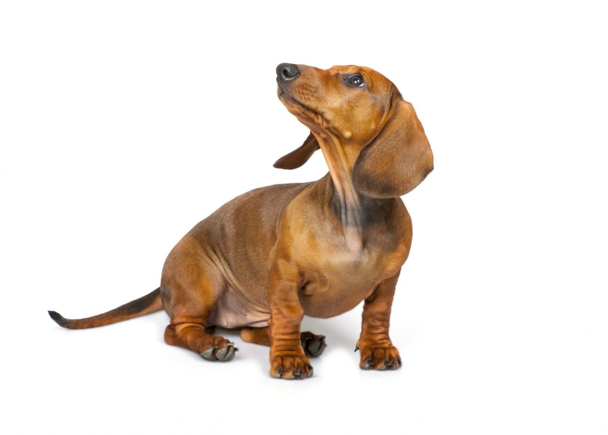El dachshund, un paticorto de gran altura