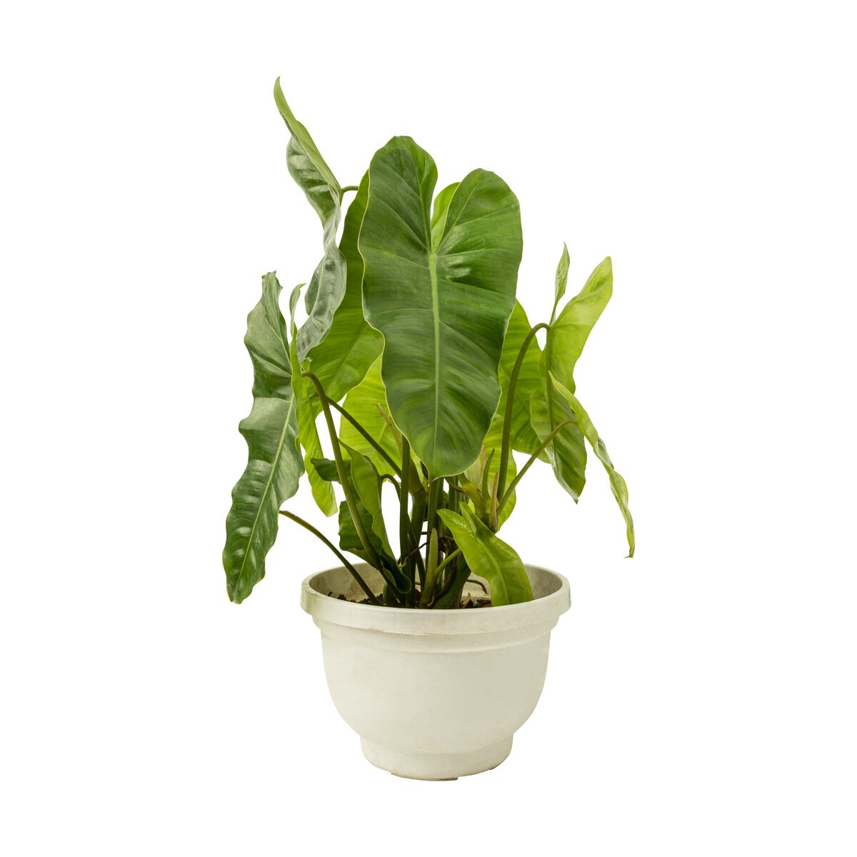 Para principiantes y expertos: estas son las plantas que debes conocer