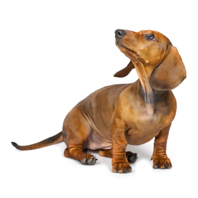 El dachshund, un paticorto de gran altura
