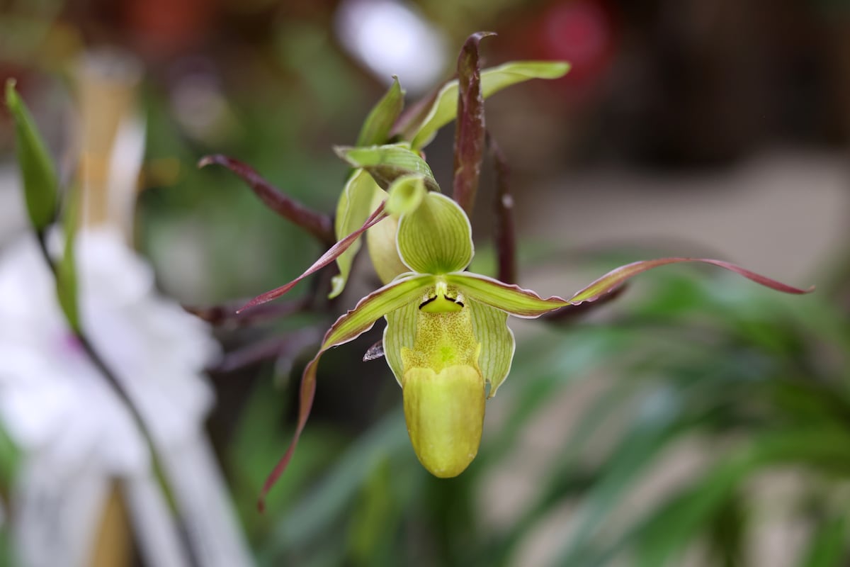 900 especies de orquídea compiten en certamen de belleza en Panamá