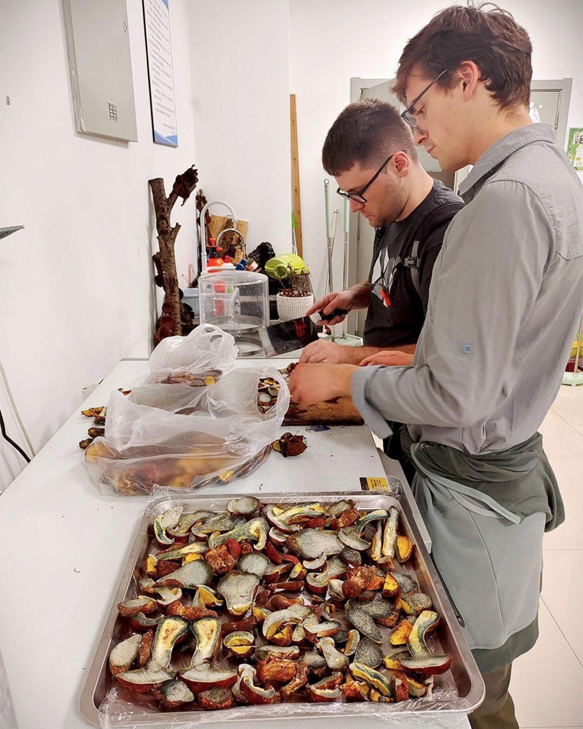 Los científicos que buscan descifrar el misterio de los hongos que hacen alucinar a la gente con humanos diminutos