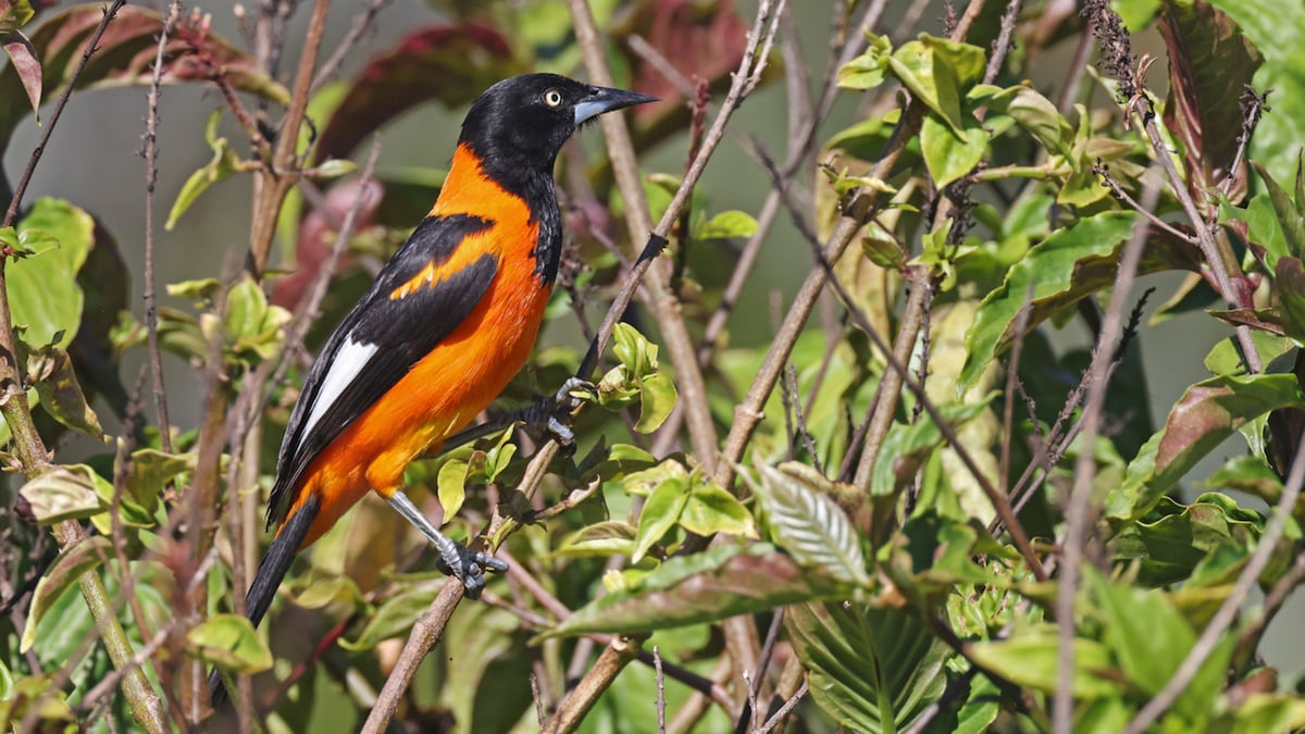 Actividades que puedes hacer en Panamá este fin de semana de quincena