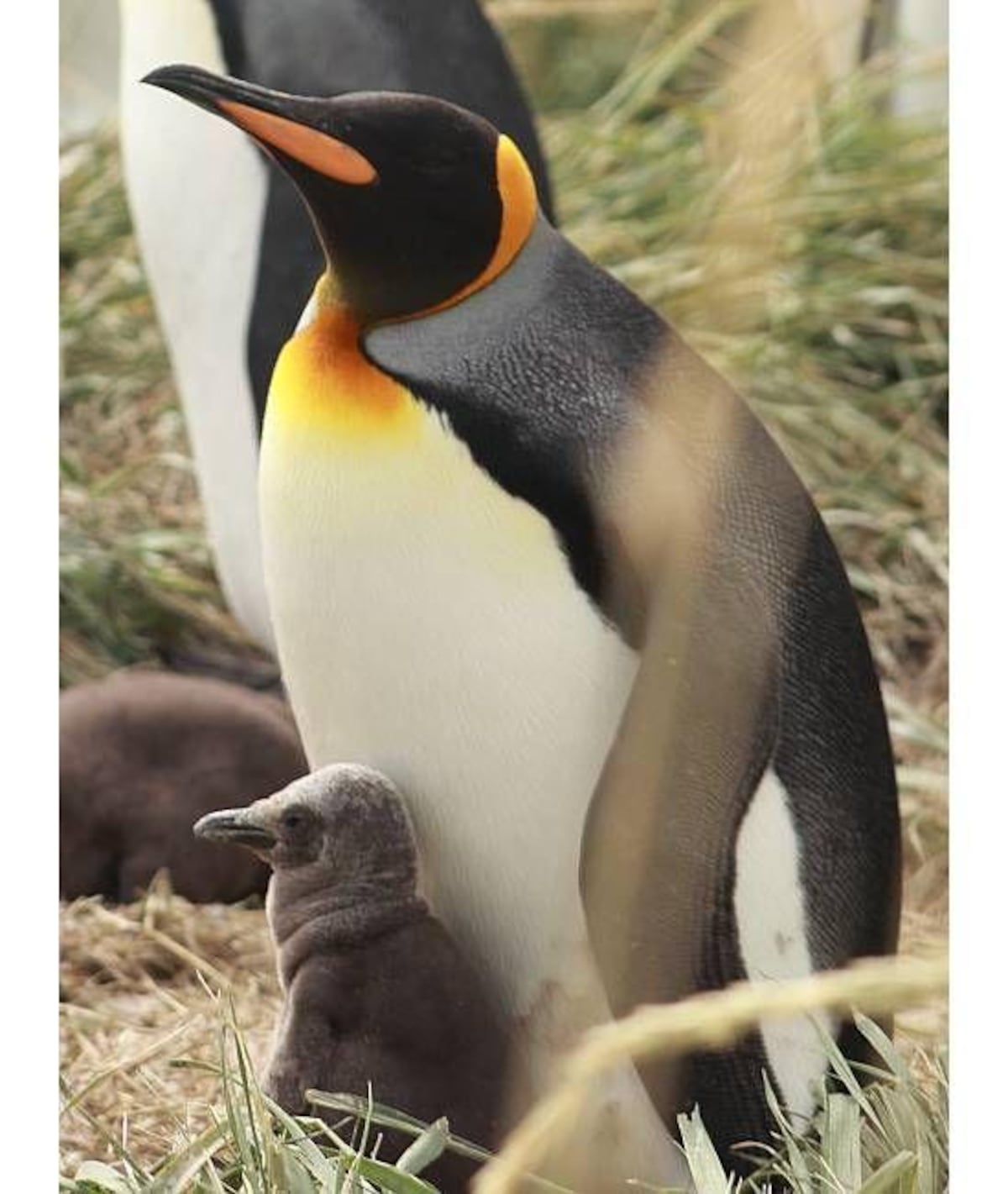 La maestra de preescolar que lo dejó todo y se convirtió en guardiana de 200 pingüinos rey en el sur de Chile