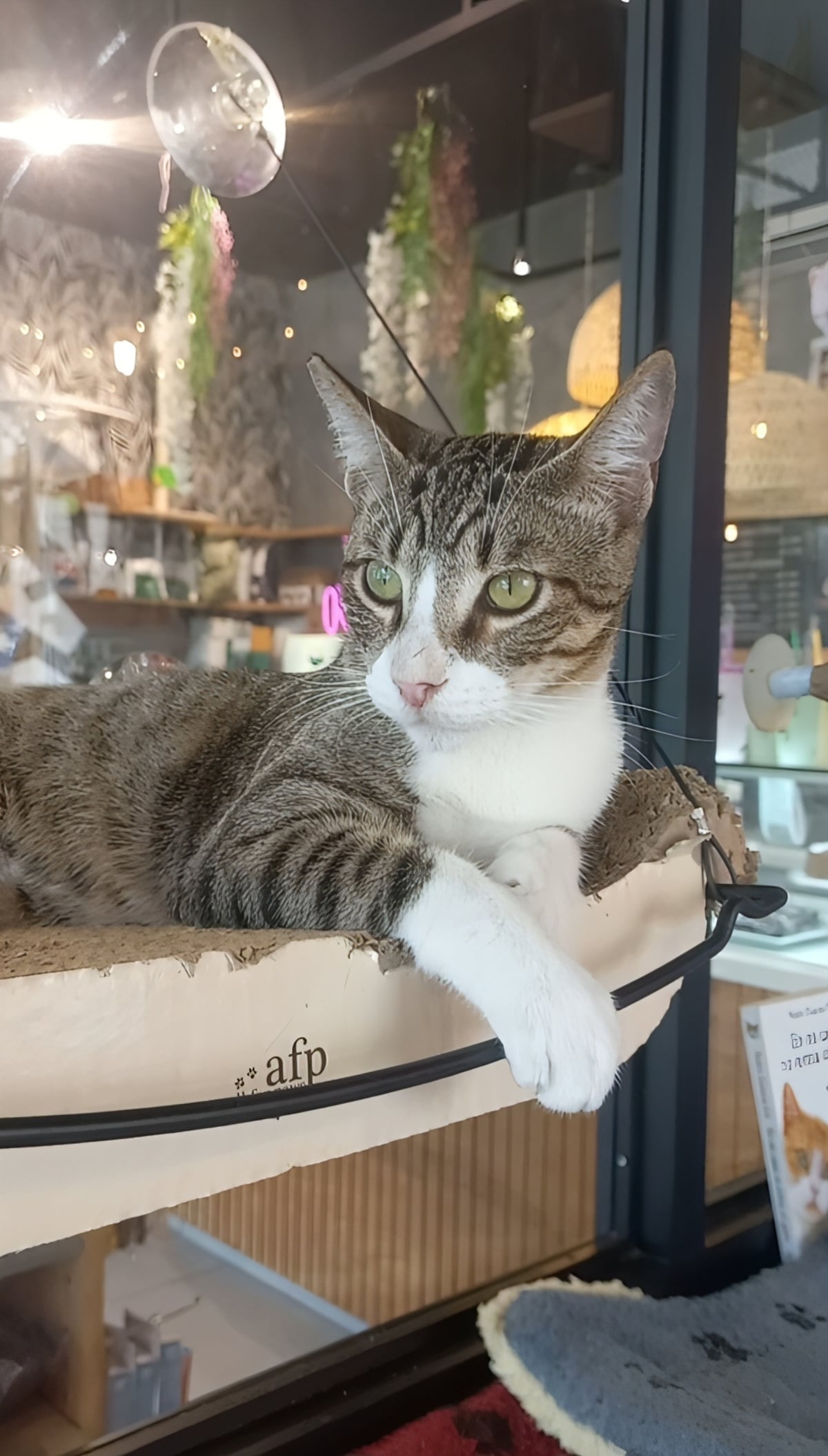 De no querer gatos a salvar más de 100: Laura Ospina y el poder transformador del amor felino