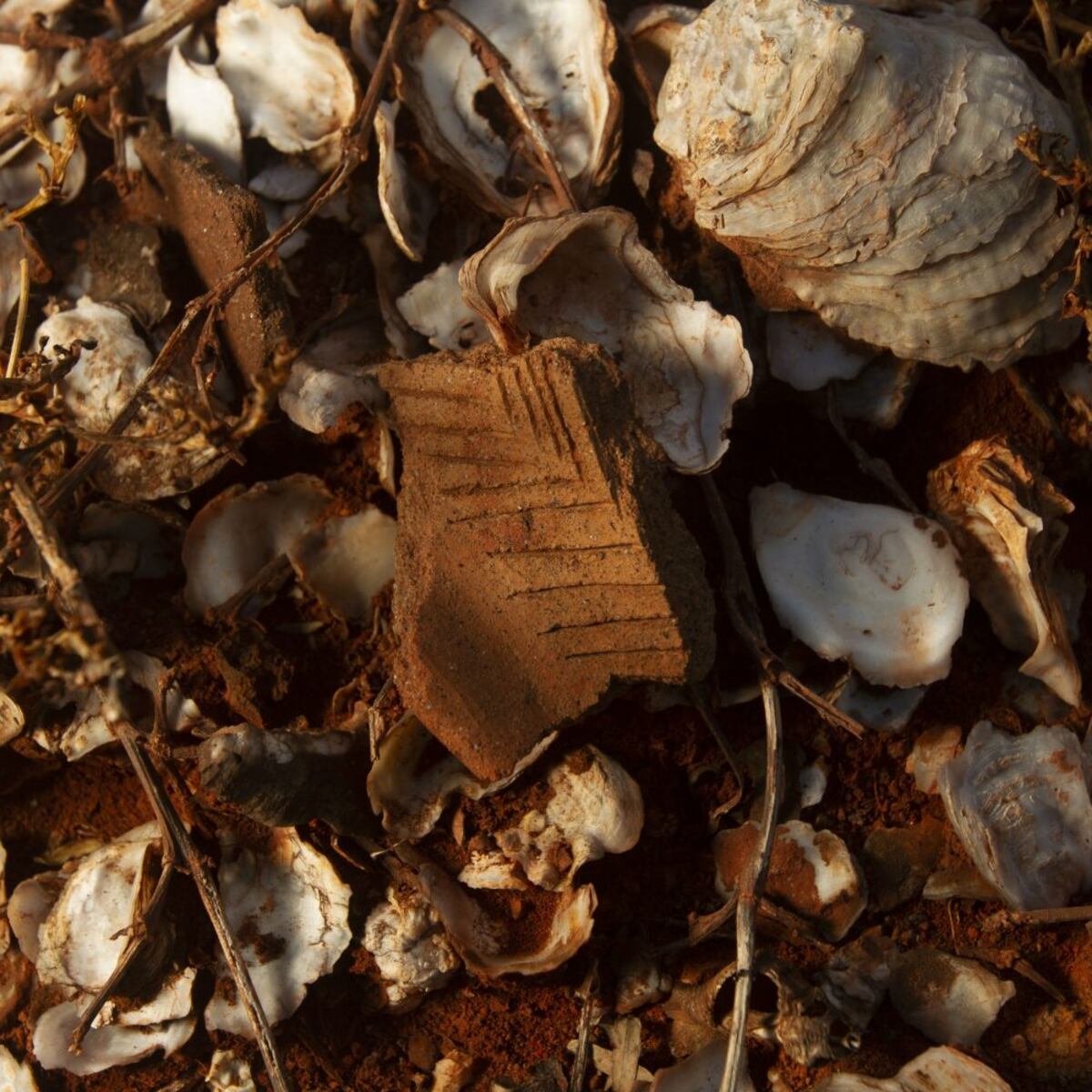 Con las chicas, de campamento a Sarigua