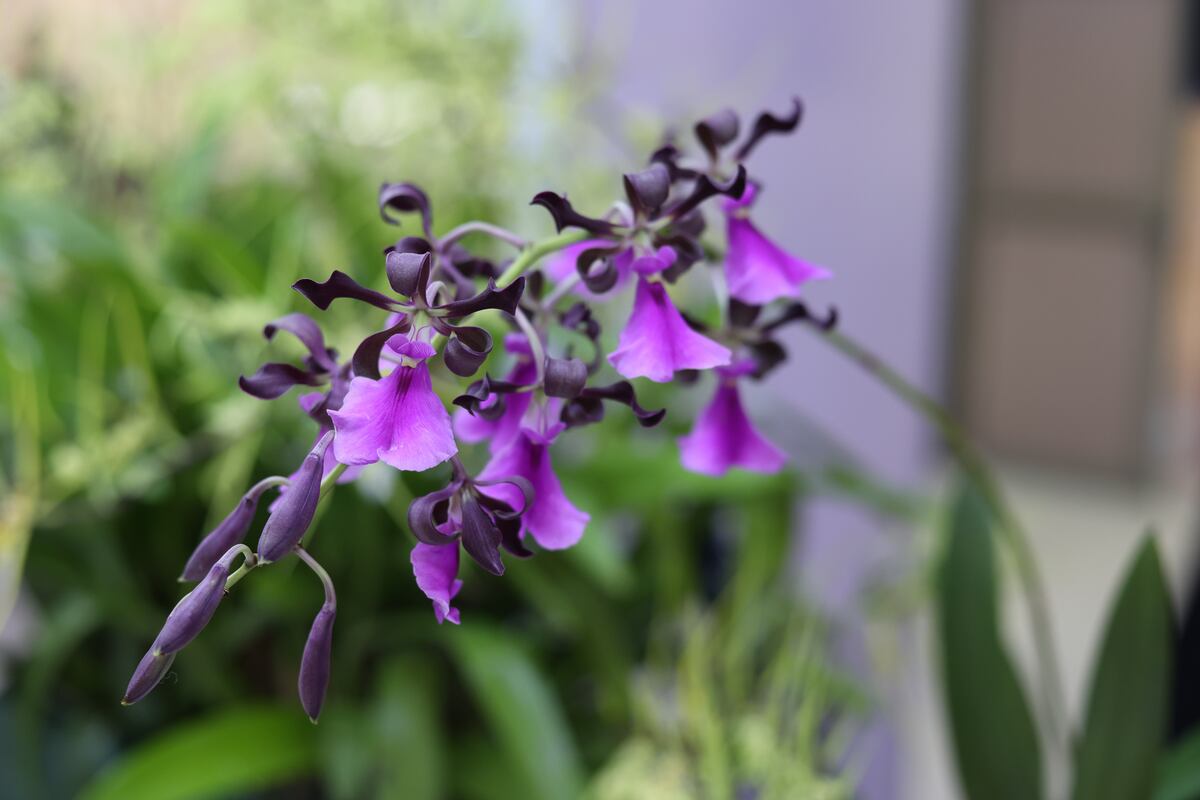 900 especies de orquídea compiten en certamen de belleza en Panamá