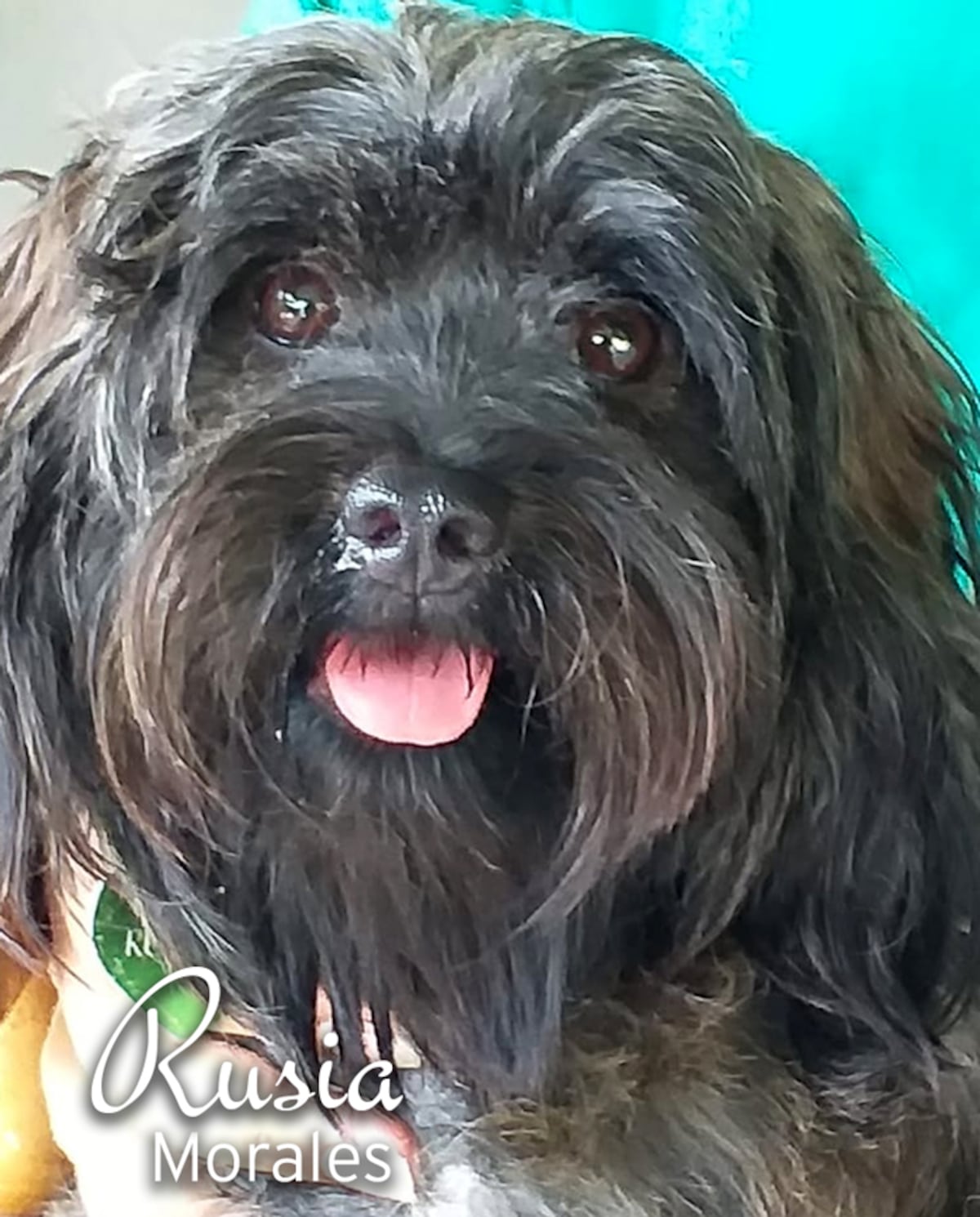 ‘Mis hijos perrunos’, ‘Mis niñas’, ‘Mi perrihija’, el Día Mundial del Perro en Panamá