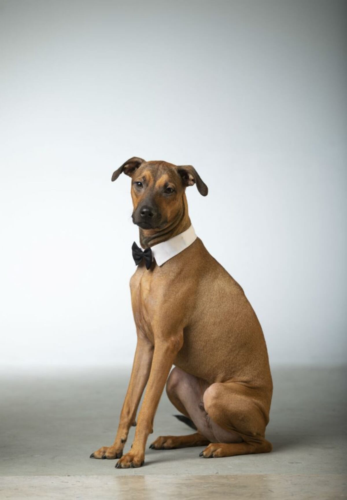 Y llegó Max: la historia de un criollo con personalidad