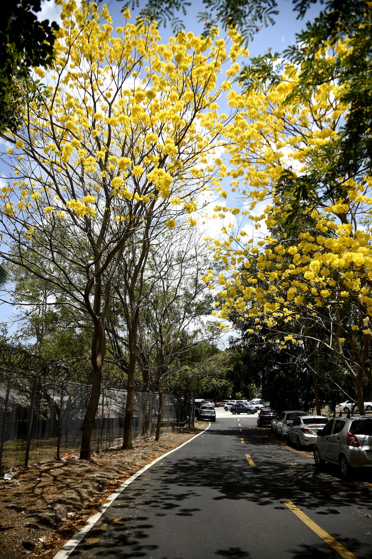 10 fotos de guayacanes en Panamá para poner como fondo de pantalla en tu celular