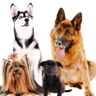 Las razas caninas alrededor del mundo