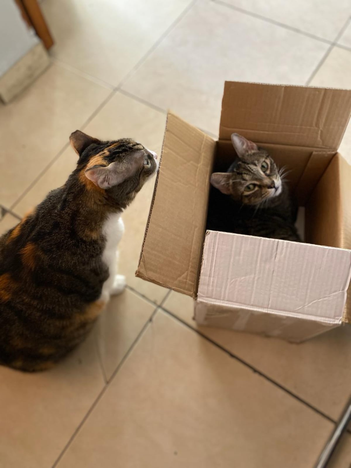 Suki y Lulú, compañeras de la periodista Amalia Aguilar en Zoom y en la lucha contra el cáncer