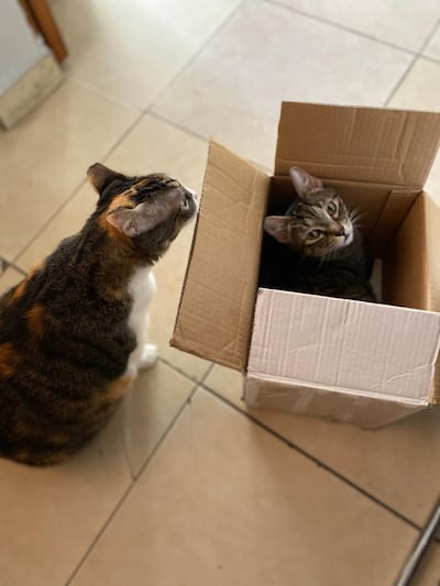 Suki y Lulú, compañeras de la periodista Amalia Aguilar en Zoom y en la lucha contra el cáncer