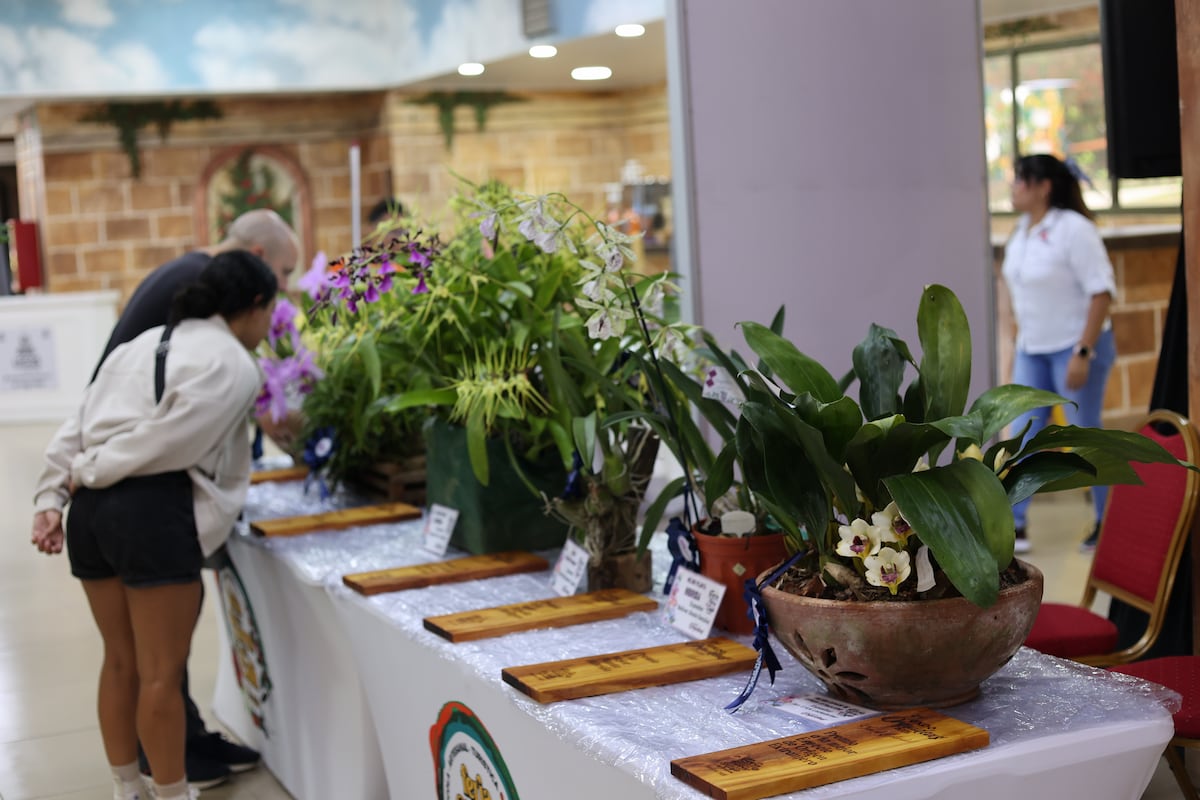 900 especies de orquídea compiten en certamen de belleza en Panamá