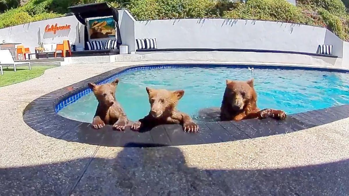 Compartimos casa con una familia de osos que se baña varios días a la semana en nuestra piscina