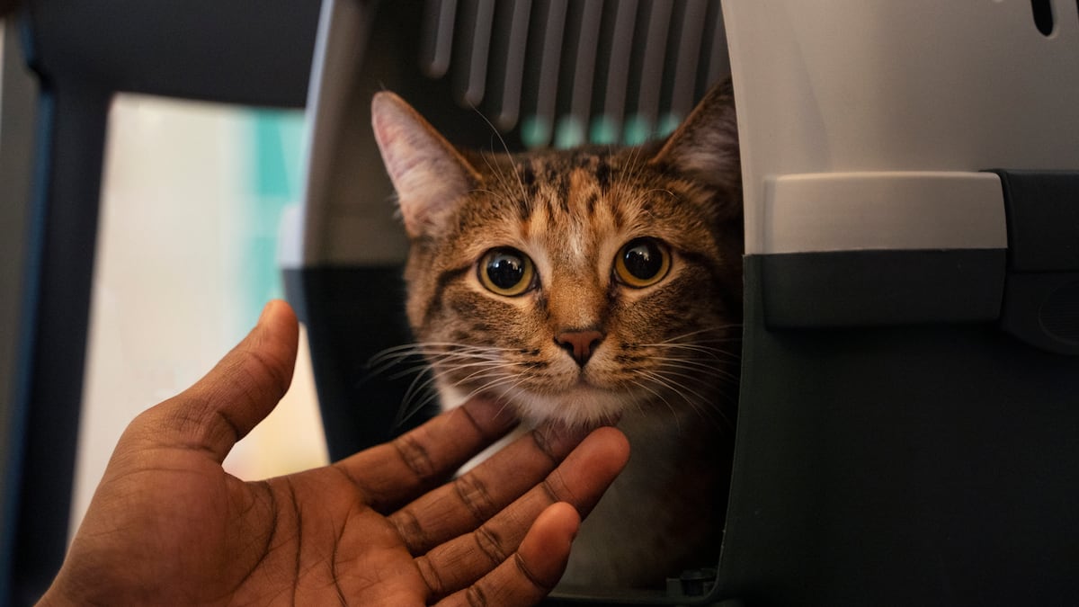 A partir del 20 de octubre, se permitirá el transporte de mascotas en el Metrobús