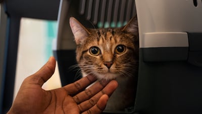 A partir del 20 de octubre, se permitirá el transporte de mascotas en el Metrobús