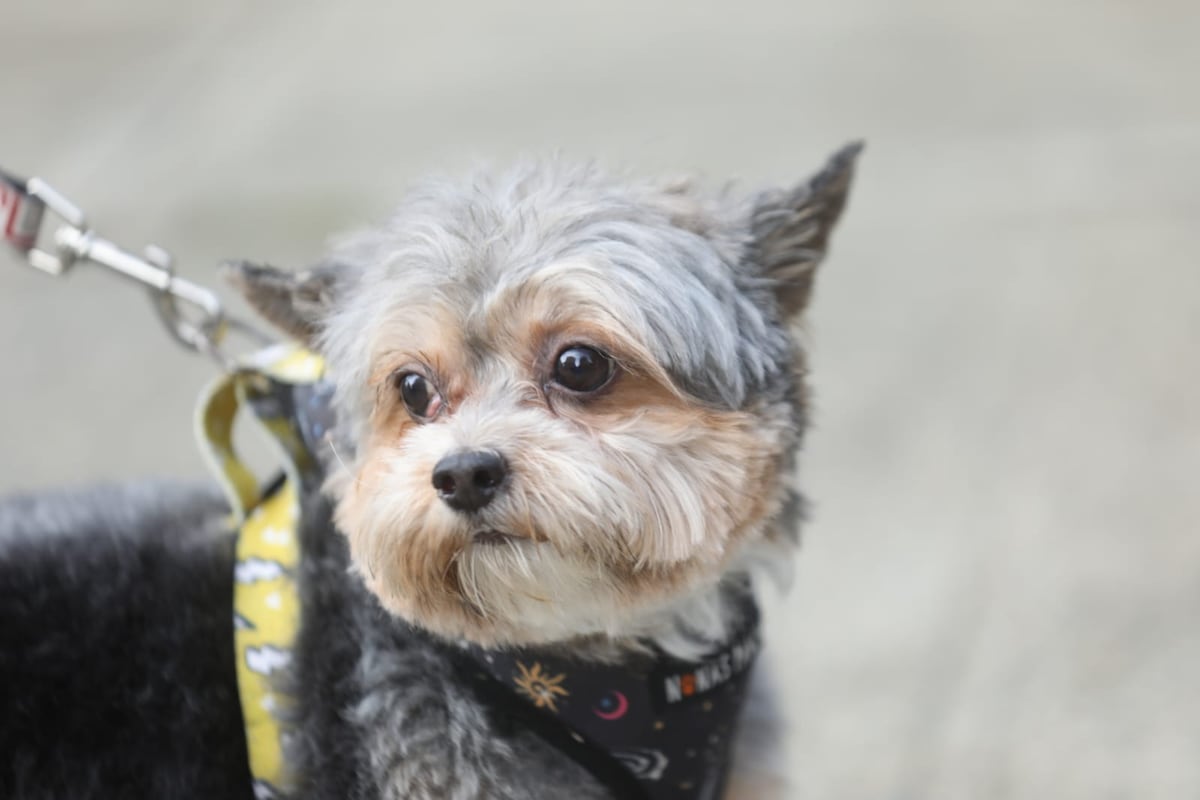 Fotos de Bruno Martinelli en su paseo matutino