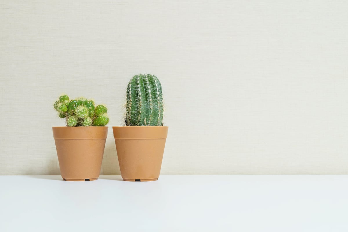 Para principiantes y expertos: estas son las plantas que debes conocer