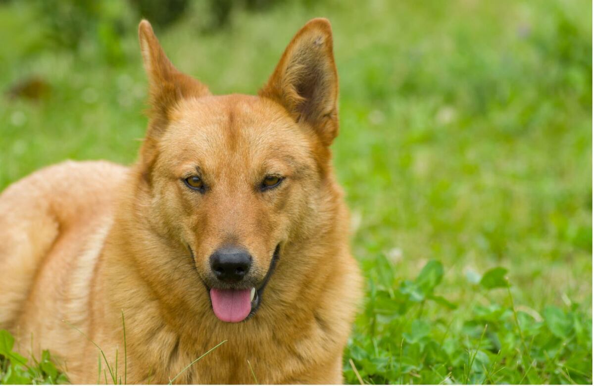 El carácter de los perros