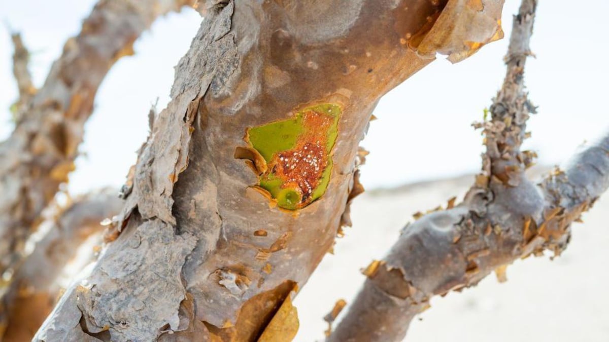 Por qué el mundo se está quedando sin olíbano, la preciosa resina aromática que se ha usado durante milenios para hacer incienso