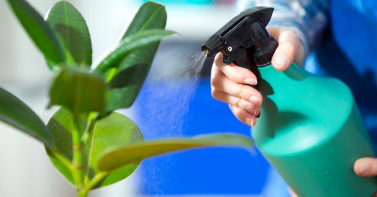 Remedios caseros para nutrir y fumigar las plantas