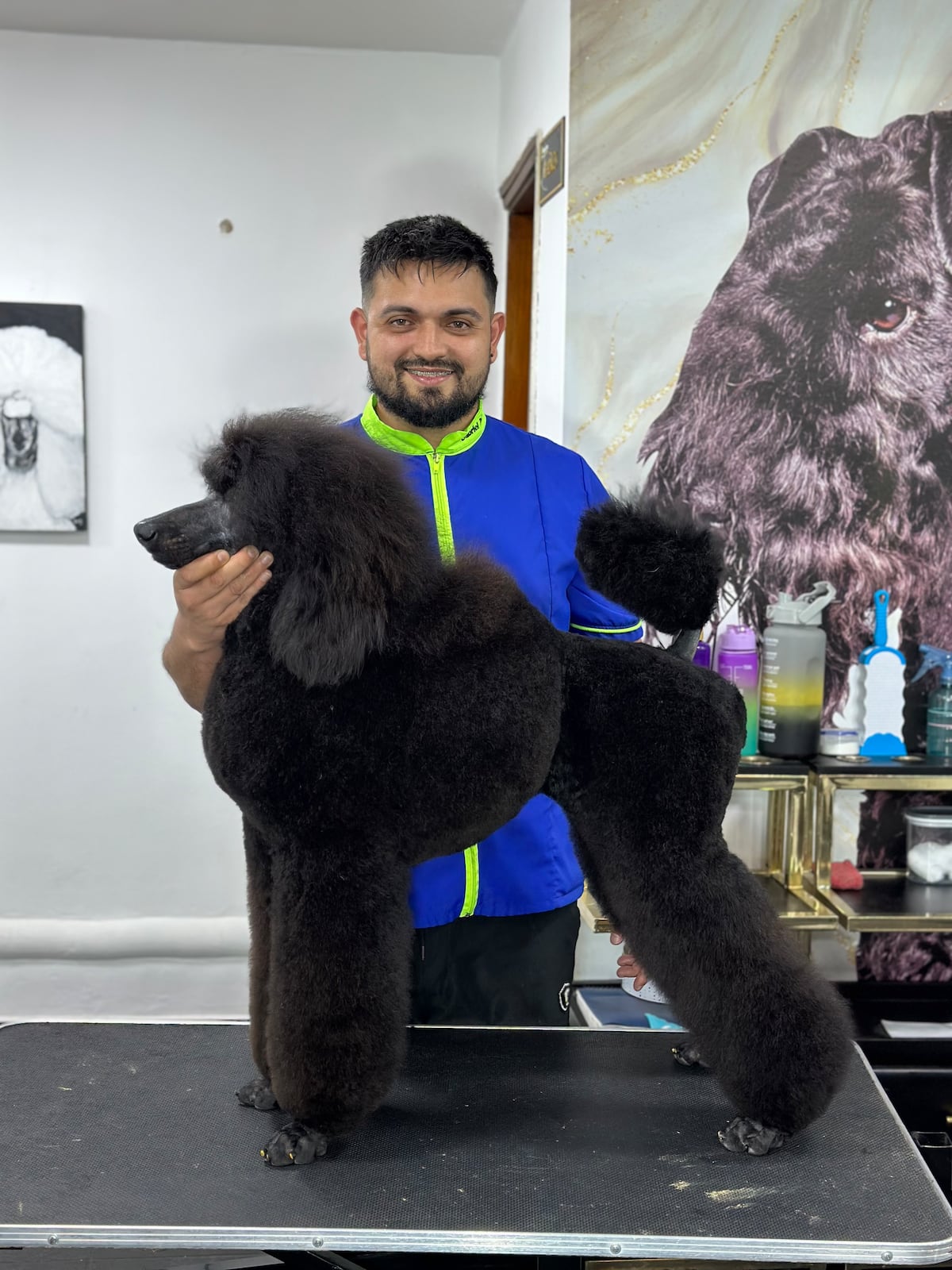 Panamá dice presente en competencia internacional de ‘grooming’ canino