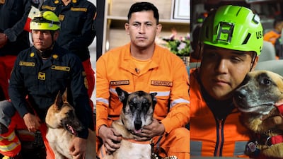 Entre ladridos y esperanza: la historia de los perros panameños que viajaron a Venezuela para buscar sobrevivientes