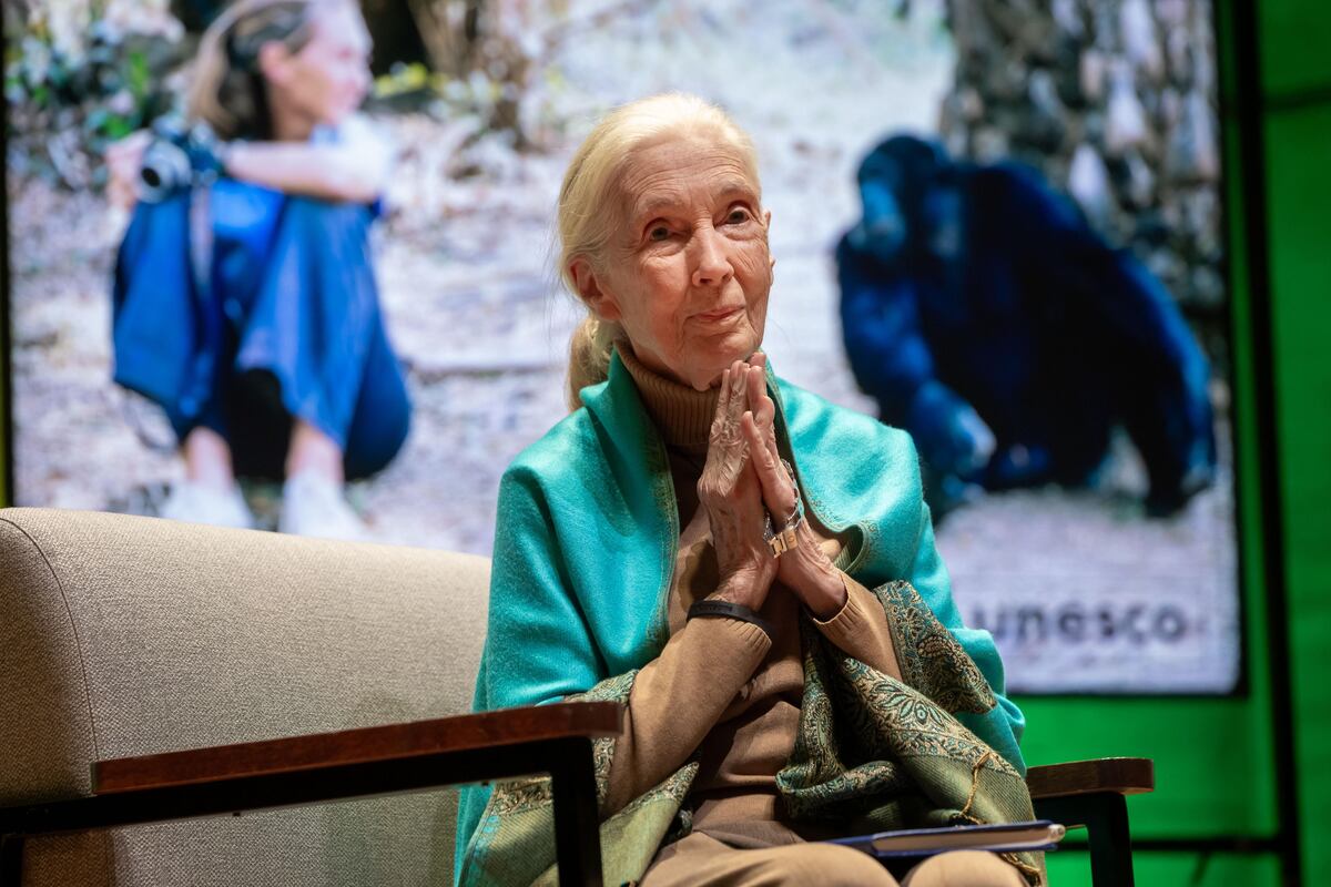 Netflix publica una de las últimas entrevistas de Jane Goodall, sellada hasta su muerte