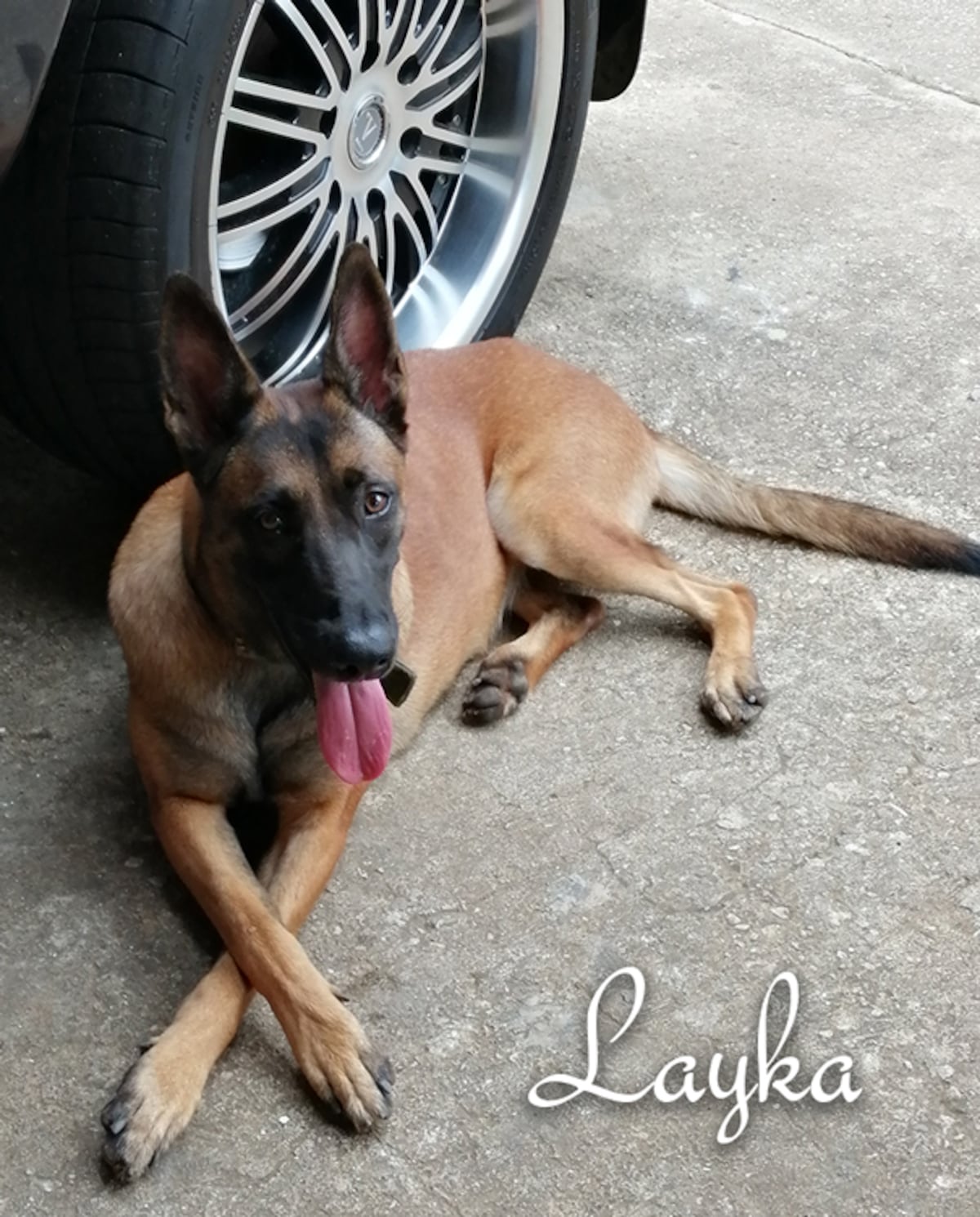 ‘Mis hijos perrunos’, ‘Mis niñas’, ‘Mi perrihija’, el Día Mundial del Perro en Panamá