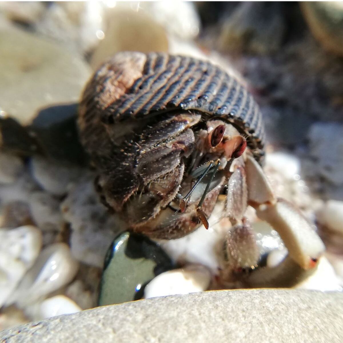 Una perla en Panamá llamada Bolaños