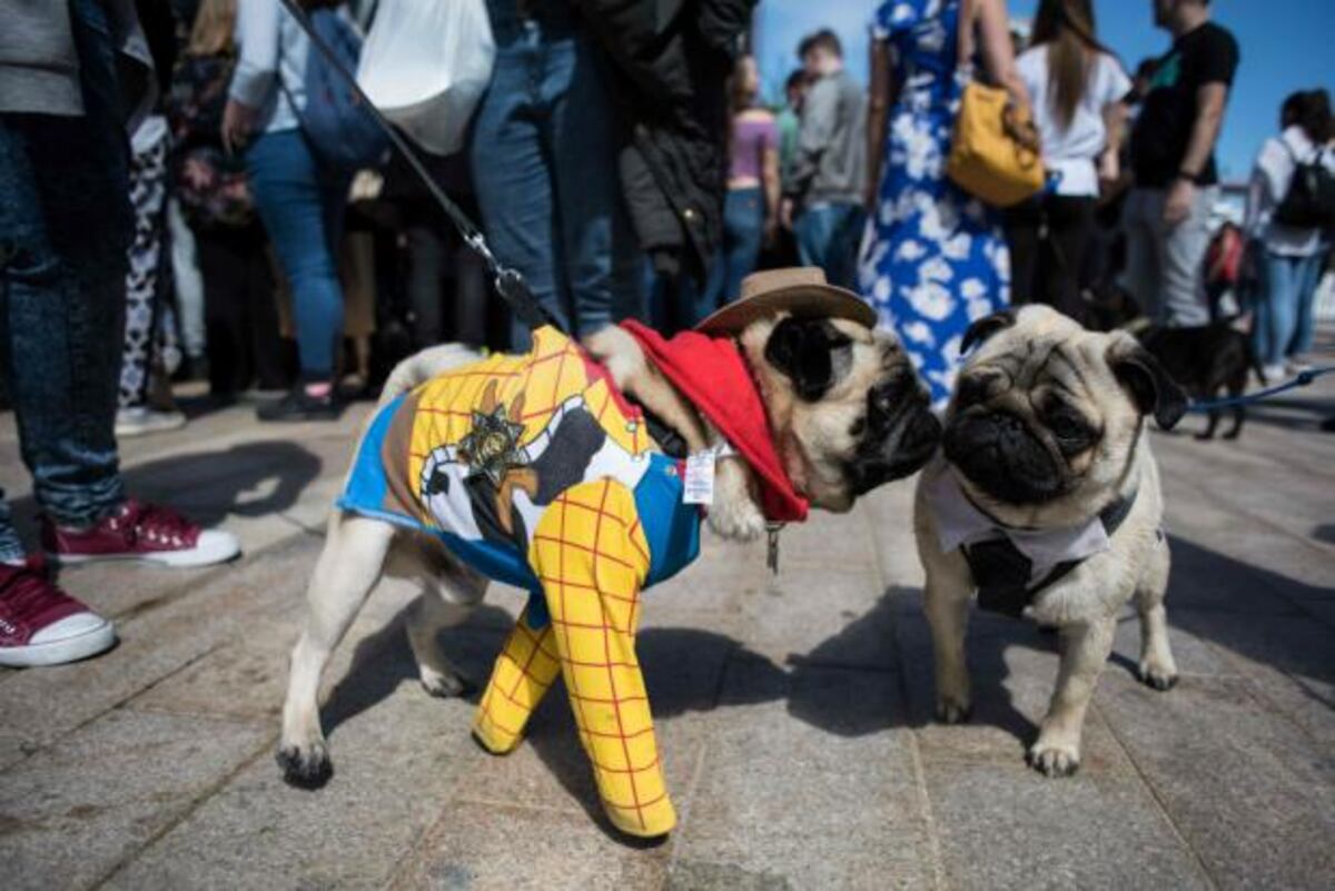 PugFest, la fiesta de los perros pugs en Inglaterra