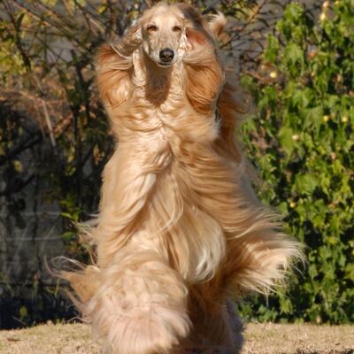 El majestuoso galgo afgano